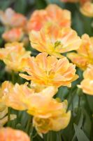 Tulipa 'Charming Beauty' - Double tulips
