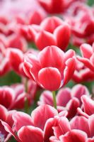 Tulipa triumf 'Editie nl'