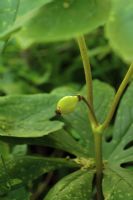Podophyllum pelatatum - Mayapple fruit in May appearing after white blooms on edge of woody glade. Medicinal use by American indians.
