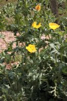 Glaucium flavum - Horned yellow poppy growing in gravel bed at Winchelsea, Kent