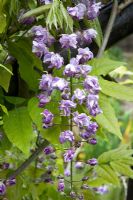 Wisteria violacea plena - Double flowered climber