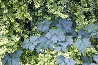 Contrasting foliage of Lonicera nitida 'Baggesen's Gold' and and herbaceous Geranium