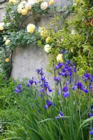 Iris and climbing roses at Dewstow Hidden Gardens and Grottos
