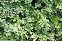 Mixed hedge of Carpinus betulus - Hornbeam and Acer campestre - Field Maple