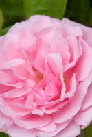 Rosa 'Kathleen Harrop' - Bourbon Rose with cupped double fragrant flowers