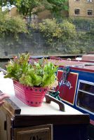 Lettuce and flowers growing in a painted pot on a canal house boat on the London Canal
