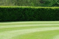 A perfect lawn with mown stripes backed by a Taxus hedge