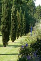 Cypressus - Cypress trees following the line of the long herbaceous border with Delphiniums at Chippenham Park, Cambridgeshire