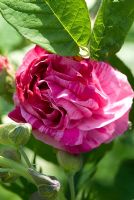Rosa 'Ferdinand Pichard' - Hybrid Perpetual Old Rose. Repeat flowering striped rose with a rich scent.