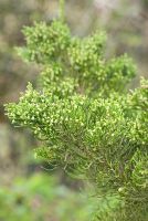 Juniperus chinensis 'Kaizuka' AGM