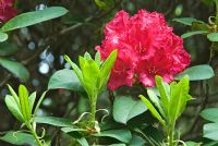 Rhododendron 'General Eisenhower'
