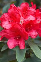 Rhododendron 'Fusilier'