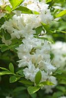 Rhododendron 'White Throat'
