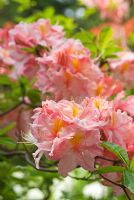 Rhododendron 'Cecile' - Knaphill or Exbury azalea