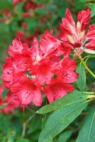 Rhododendron 'Damozel'