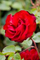 Rosa - Red rose in flower garden 