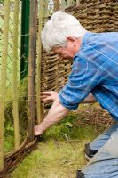 Robert Yates weaving Salix triandra 'Noir de Villaines' willow around Salix viminalis uprights and mild steel supports to create willow arbour. Steel goes rusty and blends with willow over time.