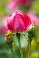 Rosa Annick 'Fryfrenzy' flower bud