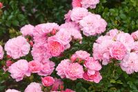 Rosa Pink Bells 'Poulbells'