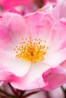 Rosa Rosy Cushion 'Interall'