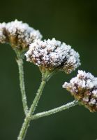 Frosty seedhead of Verbena bonariensis - Spencers, Great Yeldham, Essex 