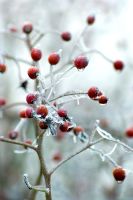 Rosa - Frosty rose hips - Spencers, Great Yeldham, Essex