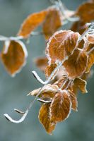 Frosted Brown leaves of small tree in winter garden - Spencers, Great Yeldham, Essex
