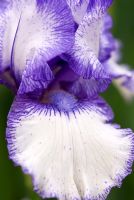 Iris 'Orinoco Flow'