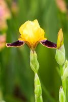 Iris 'Bumblebee Deelite