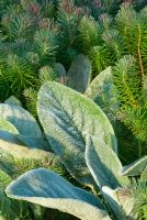 Dew drops on Stachys byzantina and Euphorbia cyparissias 'Fens Ruby' at Broughton Grange