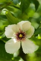 Stewartia malacodendron - Stuartia