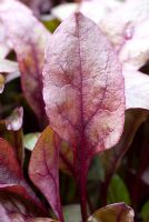 Beetroot 'Bulls Blood' - Baby salad leaf