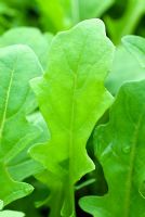 Eruca sativa 'Dentellata' - Baby leaf of Salad Rocket