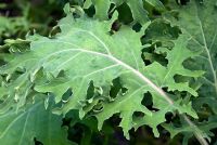 Brassica oleracea - Red Russian Kale grown as salad leaf