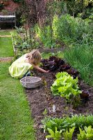 Child harvesting lettuce in vegetable garden