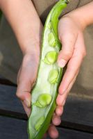 Child holding open broad bean shell