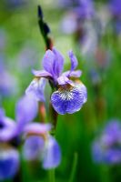 Iris siberica