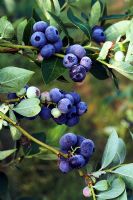Vaccinium 'Ivanhoe'- Blueberry