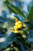 Ilex aquifolium 'Bacciflava' - Holly