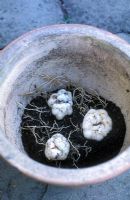 Planting lilies in containers - Bulbs on compost with roots spread out