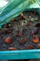 Cloning lilies from scales - Placing lily scales in gritty compost and sealing