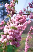 Prunus serrulata 'Kiku-shidare-zakura' - Weeping Cherry