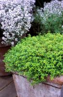 Thyme in pots
