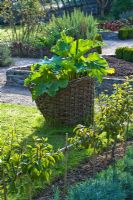 The potager with Rhubarb in basketwork protector - Bonython Manor, Cornwall