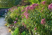 Deep informal borders with Eupatorium purpurea - Bonython Manor, Cornwall  