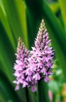 Dactylorhiza fuchsii - Common spotted orchid 