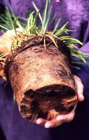 Pot bound roots of Allium
