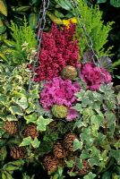 Autumn through to winter hanging basket studded with conifer cones and planted with ivy, ornamental cabbage and kale, Erica gracilis, Euonymus 'Harlequin' and Cupressus 'Goldcrest'