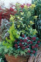 Powdery snow on winter evergreens. Skimmia 'Rubella', Juniperus 'Grey Owl', Osmanthus 'Goshiki', Erica arborea 'Albert's Gold' and dwarf chamaecyparis conifer.