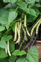 Phaseolus vulgaris 'Purple Teepee' and 'Yellow Saxe' - Dwarf beans spilling over the rim of a terracotta pot